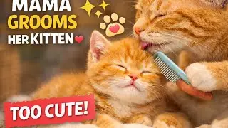 Mama Cat Grooms Her Kitten 🐾 Cutest Fur Trim Day (Natural Sounds, No Music)..