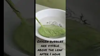 #photosynthesis  experiment#biology #grade10science #lifeprocesses #nutritioninplants