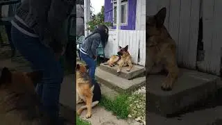 Big German Dog #germandogs #dogs #animals  #shortvideo #fyp