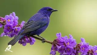 Nature Serenity Piano & Birds 🍃 Quiet Sounds for Deep Sleep and Calm Mind
