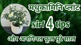 Madhukamini Plant Care for Heavy Flowering 🌼 | Secret Tips for Fast Growth & Healthy 