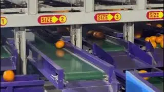 Orange processing and packing factory tour Sargodha Pakistan