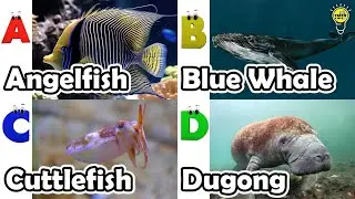 ABC phonics animals | ABC Sea Animals song | English and Animals for Kids #angelfishs