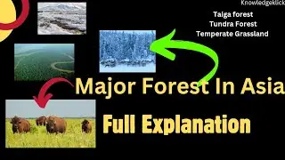 Major Forest In Asia ||Asia's Largest Forests | Knowledgeklick