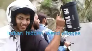 Malana weed