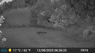 Fox Videos Only Edit GardePro A3 Trail Camera 6 of 12 FR19 C&ocirc;tes d'Armor, Brittany, France