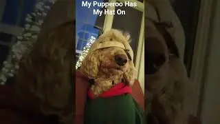 Fusion Gaming 2 Shorts: My Pupperoo Has My Hat On