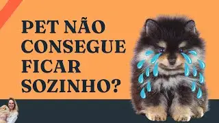 Ensine o Spitz Alemão a NÃO chorar quando fica SOZINHO