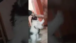 уборка дома идёт полным ходом с помощником