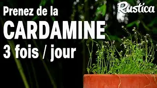 La cressonnette ou cardamine h&eacute;riss&eacute;e
