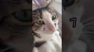 Did Tooney here 6 😬 7🤷&zwj;♂️ #cat #cats #catlovers #catvideos #cutecat #catshorts