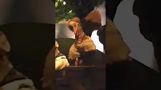 Аттракцион Splash Mountain в парке Magic Kingdom, 2003 год.