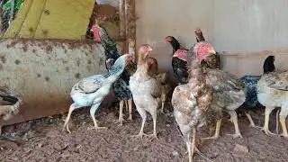 galinhas suras gigante