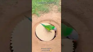 Shohag trap video #foryou #funny #comedy #trap #birds #parrot #trendingshorts