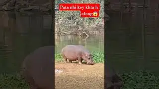 Aru bhal key #bollywood #song #janawar#😱😱🤩🦛🦛