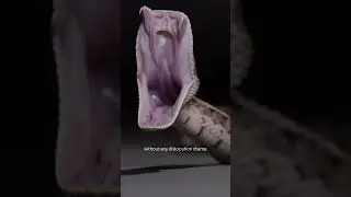 Snake Jaws: The Truth Behind the Myth