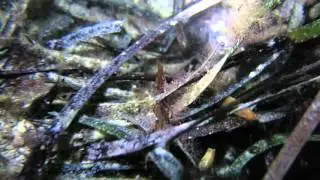 Atleast 1000 eel tail catfish babies and their momma