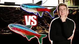 N&eacute;on bleu VS Cardinalis, quel poisson est le meilleur en aquarium ?