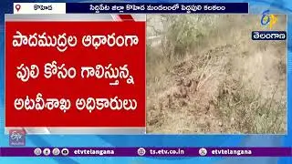 Tiger Roaming in Siddipet District Creates Chaos | సిద్దిపేట జిల్లాలో పెద్దపులి సంచారం కలకలం