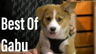 Best Of Gabu