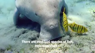 Coral Reef Communities of Ashmore Reef