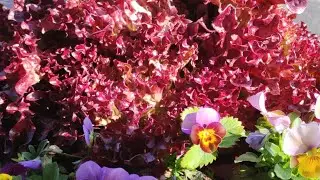 harvest fresh salad, herbs, citroen from my pots garden