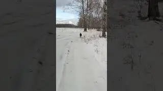 Канадский волк - гибрид. 2 декабря 2023.