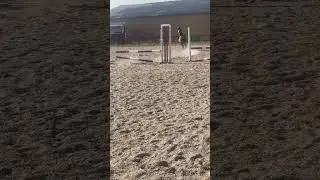 Speedyyyy yesterday #horse #pony #cute #hest #pferd #showjumpinghorse #fei #FEI #jump #heste #jump