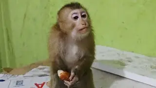 Monkey Yaya is getting special food from his sister