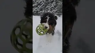 JNS #dog #shorts #doglover #fun in the ❄️  #puppy #cute #funny #pets. Danko loves the (#snow walk)