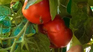 Томатный гном Борония щедрый на крупные сочные вкусные помидоры