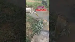 Good morning everyone #village environment  video #