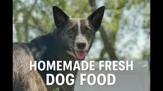 Homemade Dog Food from Scratch Healthy Recipe with Farm-Fresh Eggs & Ground Turkey #dogs #dogfood