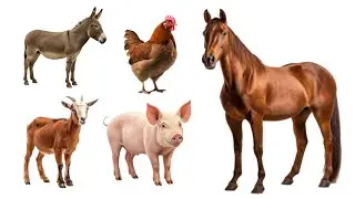 Farm Animal Sounds | Kids Learning Video Goat, Horse, Donkey, Pig, Chicken