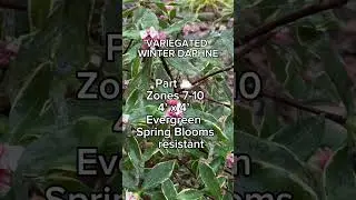 The amazing evergreen shade loving shrub you need for early spring blooms in your southern garden 👀