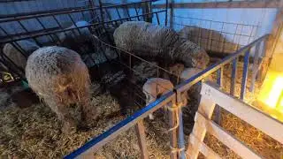 Reconfiguring the Sheep Pens