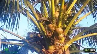 BioJadi   Coconut