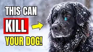 NEVER Do These 7 Things to Your Dog In Winter!