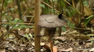 Black-billed Sicklebill Display 褐尾鐮嘴天堂鳥