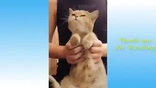 FUNNY ANIMAL COMPILATION | AnimalBloopers