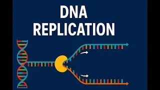 DNA Replication