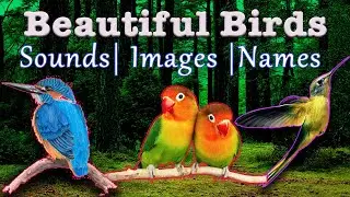 Indian Birds - Images, Names and Sounds | Beautiful Birds and Sounds