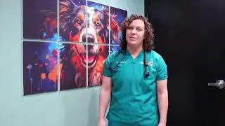 Pet Skin Disease