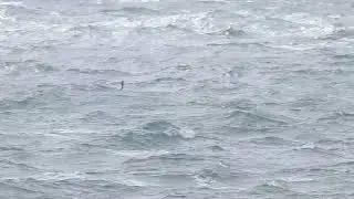 Fea's Petrel species, Portland Bill, 2nd September 2025