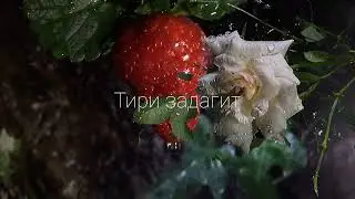 Ad aka Dilovar - Давае (lyrics video)
