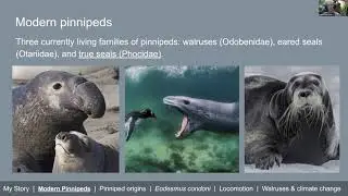 Pinniped Evolution