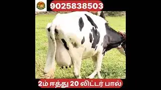 இந்த மாடு வாங்கலாமா??? 20 லிட்டர் பால் தருமா#shortsfeed #shortsviral #shortvideo #shorts #short #cow