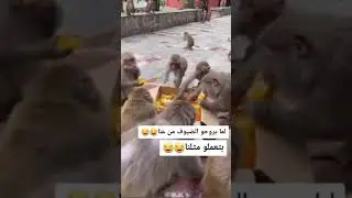 Monkeys enjoying cake #shorts  #wildlife - Animal World