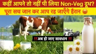 Non-Veg Milk in India-America Trade Policy: नॉन -वेज दूध का काला सच | Hindi News | Trade Policy |