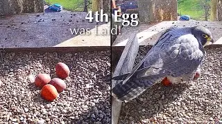 #5🦅🥚🥚🥚🥚Worcester Cathedral🇬🇧Peregrine Falcon Nest 2025／Peter💗Peggy